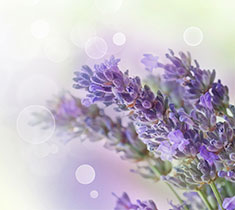 Lavendel